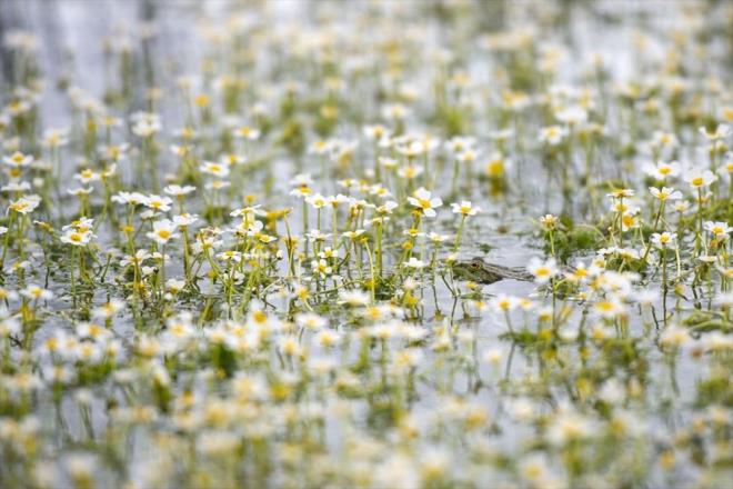 KU TRLERNE DE EV SAHPL YAPIYOR    Bahar renkleriyle doyumsuz manzaralar sunan gl, kurbaa ve ylanlarn yan sra leylek, angut, karabatak, yeilba rdek ve saz tavuu gibi canl trlerine ev sahiplii yapyor.    Doal yaamlaryla gle renk katan gmen kularn yiyecek aramas ya da yzerken yaptklar hareketler, fotoraf tutkunlarnn ilgisini ekiyor.    Gln kysnda bulunan kydeki direklere yuva yapan leylekler de doaya ayr bir gzellik katyor.