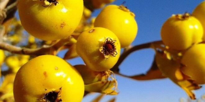 En az bildiimiz al meyvesi:  <br>    imdiye kadar saym olduumuz besinlerin faydalarn belki de az ok biliyordunuz. Ancak alcn salk asndan faydalar henz pek fazla bilinmiyor. Al meyvesi en doal idrar sktrc bir besindir. Ayn zamanda al, sindirim sistemine destek olarak gaz sancs ve mide ars ve hazmszlk gibi sorunlarn elinden geldiince hzl bir ekilde gemesini salyor.