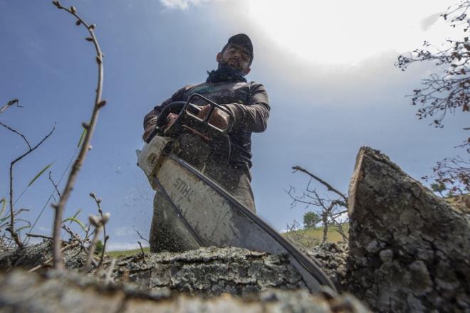 MESA GNN LK IIKLARIYLA BALIYOR  Mardin'den gelerek Diyarbakr'n ermik ilesinde Orman letme Mdrlnce belirlenen blgelerde kurduklar adrlarda aileleriyle birlikte kalan kmr iileri, mesaiye gnn ilk klaryla balyor.