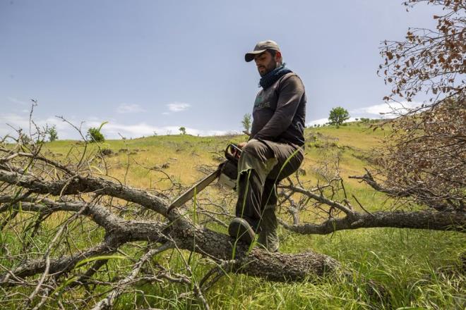 Orman sahalarnda yrtlen genletirme almalar kapsamnda kesime ayrlan mee aalarn motorlu testereyle kesen iiler yma ii bittikten sonra odunlarn zerini ve etrafn mee yapra ve toprakla kapatyor.