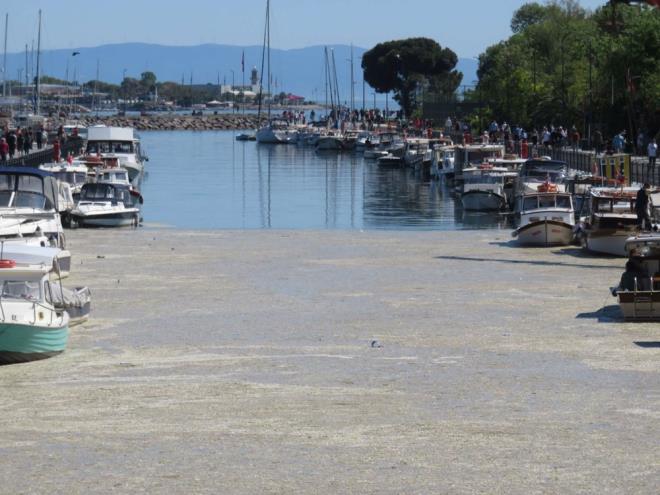 KURBALIIDERE'Y H BYLE GRMEMTM  30 yldr Kadky'de yaadn syleyen Erdoan Bier "En kt zamannda bile byle grmedim buray. Hi iyi bir grnt deil. ok daha kt bir koku var. lk defa byle tabaka ile karlatm. Yaayan tm canllar iin byk bir tehlike" diye konutu.