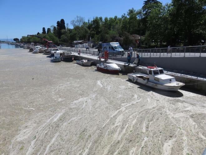 Kt kokular yayan deniz salyalarnn oluturduu kirlilik havadan da grntlendi.