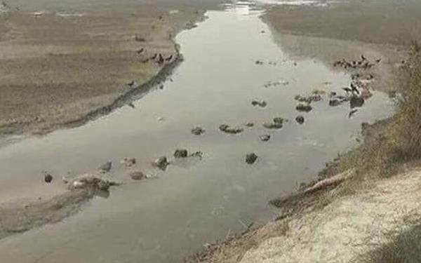 Hindistan Salk Bakanl dn salgnn ikinci dalgasnn etkisindeki lkede, durumun stabil hale geldiini aklamt. te yandan Hindistan'da 16 Ocak'ta balayan alama kampanyas kapsamnda yaklak 185 milyon 809 bin 302 doz a yapld bildirildi.