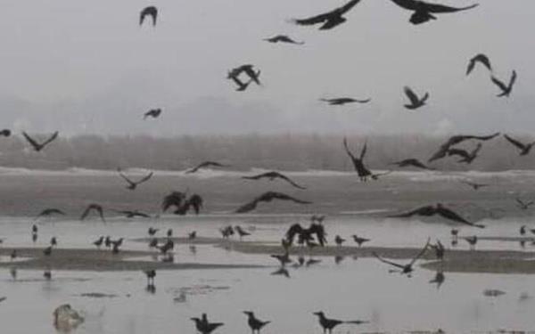 lkede aresi kalan halk yakamad cesetleri Ganj Nehri'ne kys olan blgelere gmmek istemi, ancak derine gmlmeyen cesetler tehlike samaya devam etmiti.