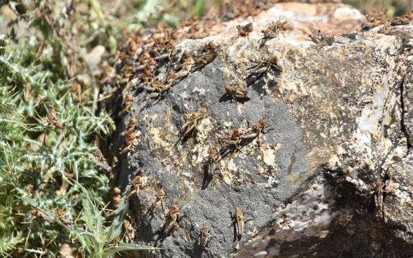 Bayrak, "Her yl bu dnemlerde ekirge ile ilgili mcadelemizi srdryoruz. Kurak geen bir yl yayoruz. Bu da ekirge gibi tarm zararllarnn bu blgede remesine neden oluyor." dedi.