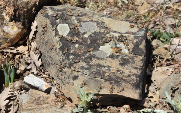 Umaya balarlarsa...: Bu yln kurak gemesi nedeniyle ekirgelerin daha fazla rediine dikkat eken Mutki le Tarm ve Orman Mdr Emrullah Bayrak, bu dnemde ilalama yaplmas gerektiini, aksi halde ekirgelerin umaya balamasyla mcadelenin mmkn olmayacan syledi.