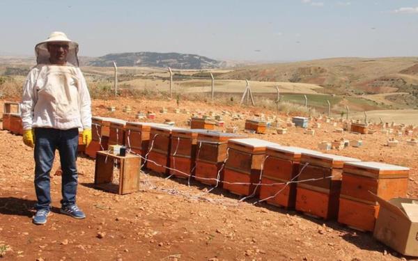 Arlar zehirlerini cam zerine brakyor<br>  Sert Kabuklu Meyveler Aratrma Enstits Mdr Yardmcs ve Arclk Blm Bakan Atilla ztokmak ve ar reticilerinin katlm ile ar zehri retim eitimi verildi. Eitimin ardndan ilk ar zehri retimi gerekletirildi. Kovanlara braklan elektrikli cam gelen ve sokmak isteyen arlar zehirlerine bu camn zerine brakyor.