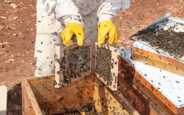 "Ar zehri tedavisi kabul edildi"<br>  Sert Kabuklu Meyveler Aratrma Enstits Mdr Yardmcs ve Arclk Blm Bakan Atilla ztokmak, Gneydou Anadolu blgesinde ilk defa Adyaman?da ar zehri retimi baladn belirterek, ?Apiterapi dediimiz yani ar rnleriyle insanlar tedavi ediliyor. Ar rnleriyle tedavi ierisinde bal, polen, propolis, ar st, ar ekmei ve ar zehri bulunuyor. lkemizde de GETAP yani geleneksel ve tamamlayc alternatif tp kapsamnda ar zehri tedavisi kabul edildi ve uygulamaya geildi.