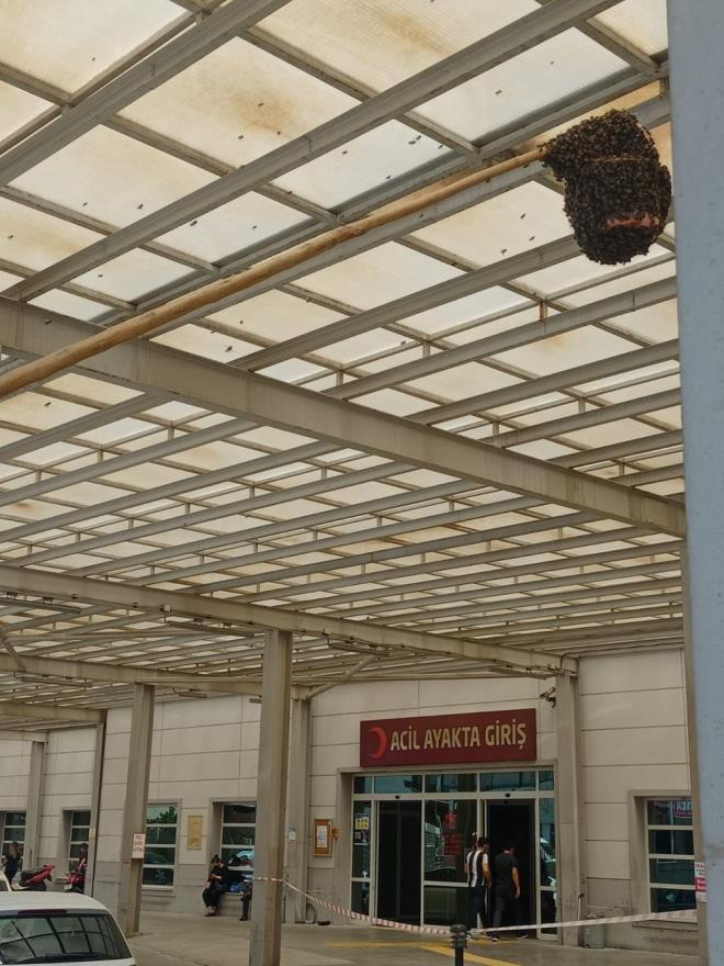 Aydn?n Nazilli ilesinde Devlet Hastanesi Acil Servis girii at ksmnda oul veren arlar hastanede zor anlar yaanmasna neden oldu.