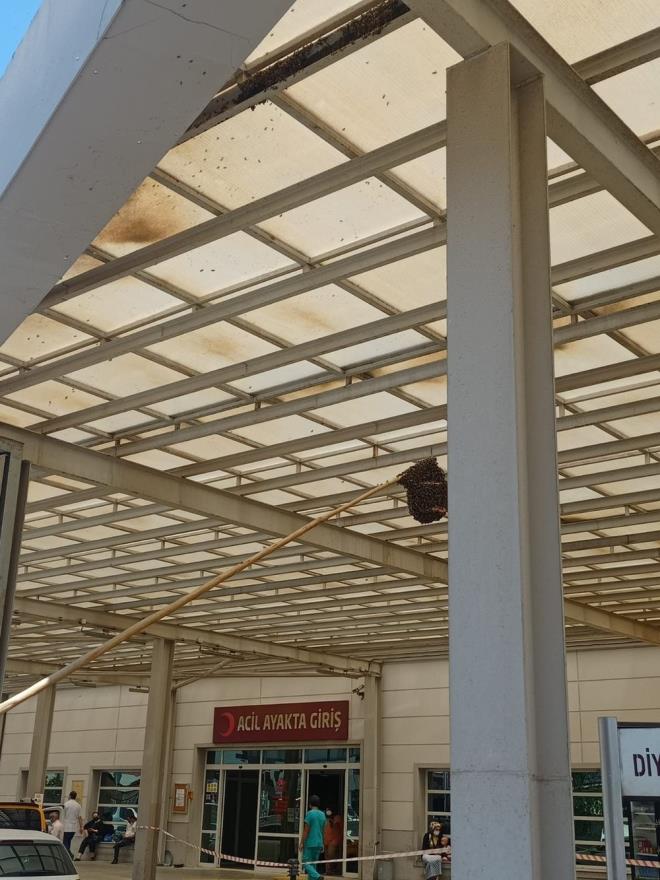 Bir kova ierisine hazrlanan ekerli su ile arlarn buraya toplanmas saland.