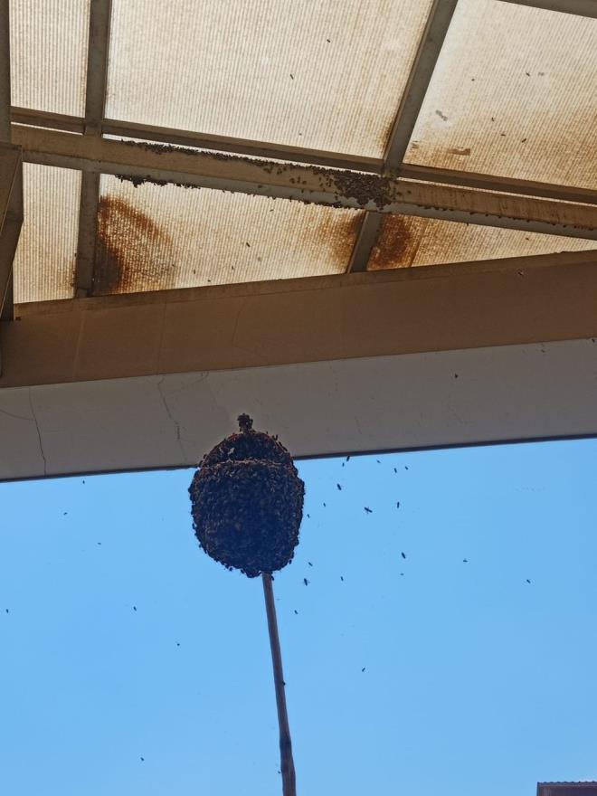 Arlar itfaiye ekipleri tarafndan toplanarak blgeden uzaklatrld.