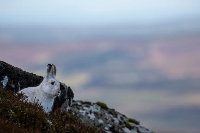 DA TAVANLARI KAMUFLE OLAMIYOR    rnein, skoya'nn Dalk Blgesi'ndeki da tavanlar, kn kamuflaj iin beyaz bir krk gelitiriyor. Ancak kar, onlarn krkleri kahverengiye dnmeden nce eridii iin yrtclar tarafndan kolayca avlanmalarna neden oluyor.