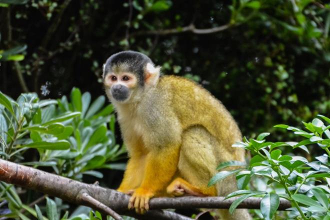 KRESEL TCARET ETKLEYECEK    Raporda ayrca, Amazon ormanlarnda yaayan  siyah bal sincap maymununun kaderi de inceledi. Uzmanlar, kresel snmann 1,5 dereceyi amas durumunda daha fazla sel meydana geleceini ve bu durumun tm siyah bal sincap nfusunu yok edebileceini hesaplad.      Dier taraftan, bilim insanlar scaklklarn 1,5 dereceyi aamasnn kresel ticareti vuraca konusunda da uyard. Buna gre, Gney Amerika'daki Arabica kahve tarlalarnn yaklak yzde 90' 2050 ylna kadar mahsul vermeyi durduracak.