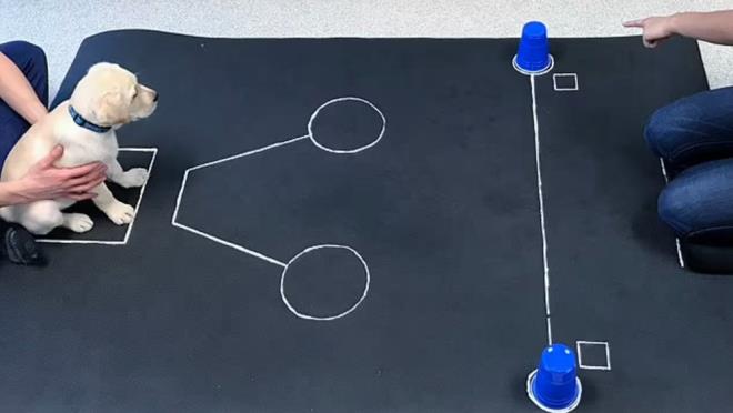 Testlerden birinde, kpek yavrular, bir aratrmacnn iaretiyle kapatlm iki bardaktan birinin altna gizlenen cismi buldu.  Ayrca, kpeklerin burnuyla cisimleri takip etmesini engellenmek iin ortamdaki koku maskelendi.