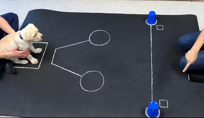 Kpekler doduklar andan itibaren insanlar anlayabiliyor - 3  2 AYLIK 375 KPEK YAVRUSU NCELEND    Dr. Bray ve ekibi, Current Biology adl dergide yaymlanan alma kapsamnda daha nce insanlarla ok az bire bir etkileime sahip olan sekiz haftalk 375 yavru kpein sosyal iletiim becerilerini lt ve  tasarlanm bir dizi grevi nasl yerine getirdiini inceledi.