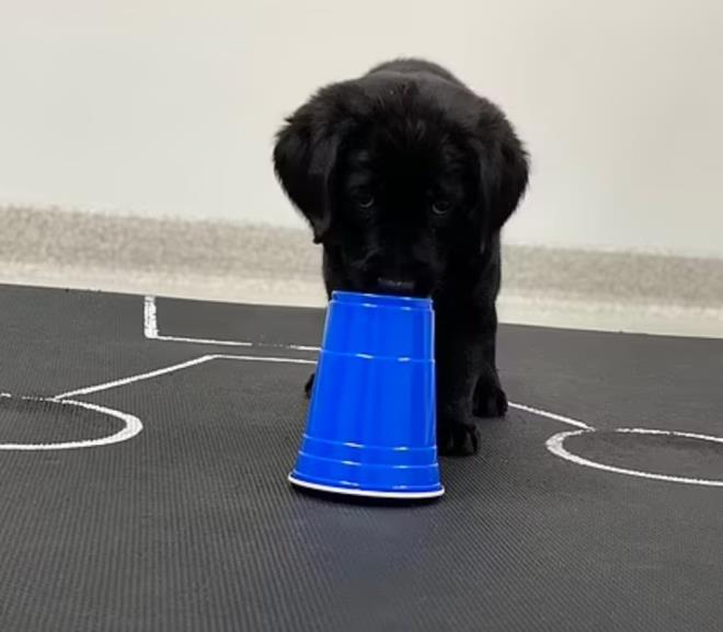 Dier taraftan, yavru kpekler ynlendirilmedikleri zaman yiyecekler bir kaba kilitlendiinde cevap iin insanlara bakmad. Aratrmaclar, bu durumun yavrularn insan tarafndan balatlan iletiime nasl cevap vereceini bilerek doduunu, ancak iletiimi kendi balarna balatma yeteneinin daha sonra rendiklerini gsterdiini ne srd.