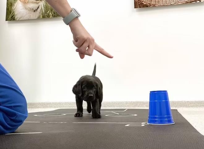 DOUTAN YETENEKLLER    Baka bir grevde ise bilim insanlar yksek perdeli bir sesle yavru kpeklerle konutu. Ardndan yavru kpein insanlarla ne kadar sre gz temas kurduu lld. Tm kpekler en az bir grevde baarl oldu, bu da onlarn  jestlere ve gz temasna dayanan sosyal iletiim sz konusu olduunda doutan yetenekli olduklarn gsterdi.