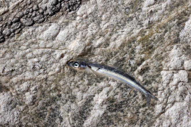 Bozolu, toplanan msilajn doaya braklmadan biyolojik artma tesislerinde artlmas gerektiinin de altn izdi.