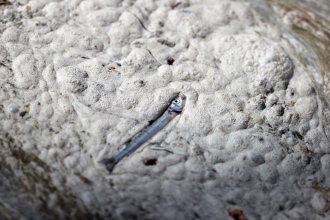 Sanayiden ve Marmara Blgesi'ndeki yaam alanlarndan kan atk sularn denize boaltldn syleyen Bozolu, "Ama ileri biyolojik artma sistemi uygulanmad iin azot ve fosfor giderimi yaplmad iin bu kirlilik artmaya balyor. Burada yaplmas gereken ey ncelikle atk su tesislerimizin salkl bir ekilde bakanlk tarafndan dzenli olarak denetlenmesi gerekiyor" ifadelerini kulland.