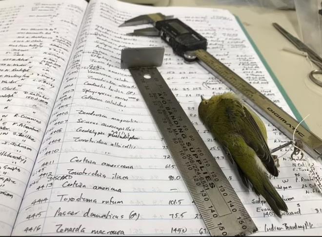 Willard ve meslekta�lar�i 40 y�l boyunca g�� mevsiminde her g�n g�ne� do�madan �nce kongre merkezinin etraf�n� dola�t�. �l� ku�lar� toplad�lar ve her birinin kay�t alt�na al�nabilmesi i�in Field Museum?�n laboratuvar�nda incelediler. Baz� g�nler 200 �l� ku� buldu�unu aktaran Willard, yakla��k yirmi y�l �nce ���klar�n ku�lar �zerindeki etkisini fark etti. McCormick Place'de ���klar�n kapal� oldu�u gecelerde , ertesi sabah yerde daha az ku� buldu.