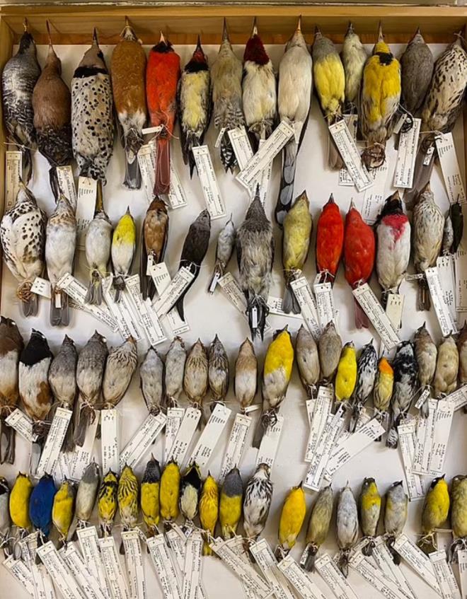 Willard, "Bir sabah erkenden a�a�� indim ve etrafta dola�t�m. Yerde be� �l� ku� buldum. '�lk g�n bir �ey bulamasayd�m geri d�nmeyebilirdim. 40 y�l ve 40 bin ku�un �l�m�nden sonra �imdi buraday�z? ifadelerini kulland�.