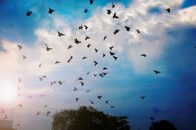 Milyonlarca g��men ku�un hayat�n� kurtarman�n yolu �ok basit: Belirli g�nlerde geceleri �ehir ���klar�n� azaltmak - 8  �L�MLER� ETK�LEYEN EN B�Y�K FAKT�R GECE ADINLATMASI    Van Doren'in ekibi, belirli bir gecede g�ky�z�ndeki toplam ku� say�s�n�n ve r�zgar�n y�n�n�n �l�m say�s�nda  rol oynad���n�, ancak en b�y�k belirleyici fakt�r�n ���k oldu�unu buldu.