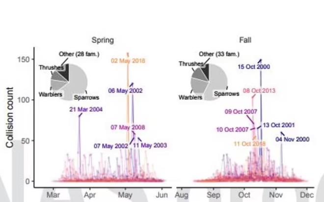 Bununla birlikte, yeni �al��ma, a��rl�kl� olarak Chicago Do�al Tarih M�zesi?nde fahri koleksiyon y�neticisi olan David Willard'�n �al��malar�na dayan�yor. 1978'de, Kuzey Amerika'n�n en b�y�k kongre merkezi olan McCormick Place'e giden Willard, g��men ku�lar�n ya�d��� �arpma olaylar�n� ara�t�rmaya ba�lad�.