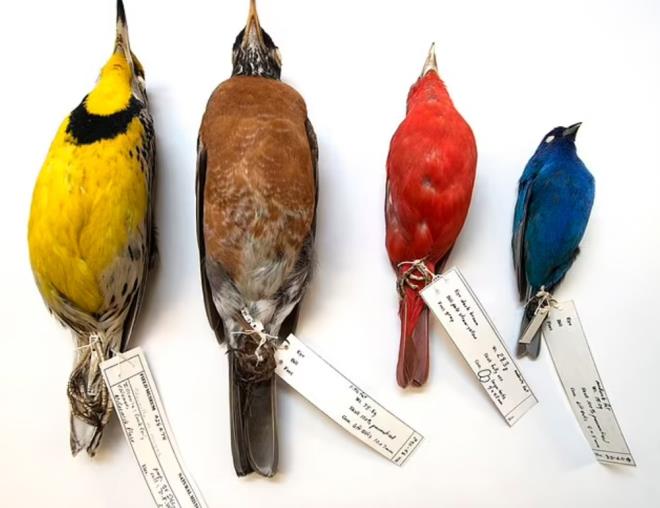 PENCERELERE �ARPMAK G��EM KU�LARIN EN B�Y�K �L�M NEDENLER�NDEN B�R�    PNAS adl� bilimsel dergide yay�mlanan �al��man�n ba�yazar� Benjamin Van Doren, "Ara�t�rmam�z, g��men ku�lar�n bina ���klar�na �ekildi�inin ve pencerelere �arpmalar�n�n onlar�n en b�y�k �l�m nedenlerinden biri oldu�unu kan�tl�yor" dedi.