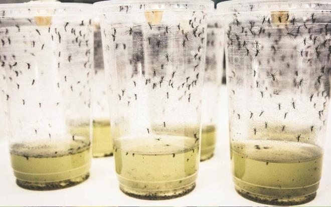 Kar amac gtmeyen bir aratrma kuruluu olan  World Mosquito Programme (Dnya Sivrisinek Program) ekibi, sivrisinekleri bakterilerle enfekte etmenin, dnyay etkisi altna alan dang hummasna kar etkili bir zm olduunu aklad.