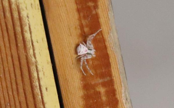 Renk deitiriyor: zerinde bulunduu iein rengine brnerek yrtclardan korunan insan yzl rmcei ar ve byk sineklerle besleyip gz gibi bakmaya balayan Tutkun, ardndan rmcei doal yaam alanna brakt.