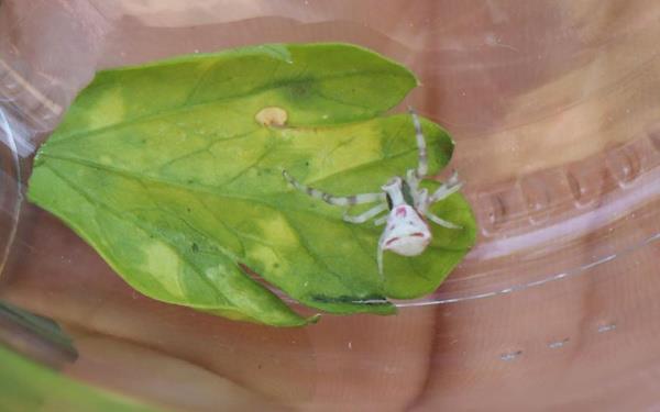 "Kimisi sahte olduunu sylyor"<br>  Tutkun, "rmcei bulunca arkadaa gtrdm ve o da ok ard. Herkes aryor, arayp soruyorlar ve kimisi sahte olduunu sylyor. rmcei sonrasnda doal ortamna salacam. nk biz ne kadar besleyebiliriz? Besleyemeyiz. Doasnda reyerek oalsn, bunun tabii ki de ifti vardr? dedi.  <br>  nsan yzl rmcekten dier yansyanlar...