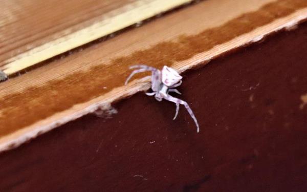 Ar avlyordu: Ary ldrrken rmcei bulan Burak Deniz Tutkun, rmcee yakndan baktnda insan yzne benzediini grerek hayrete dt.