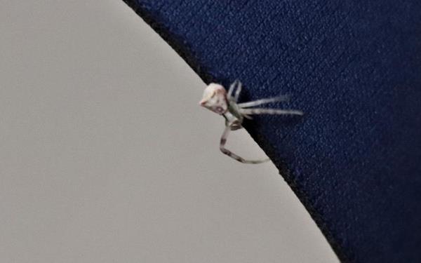 nsan yzne benzediini grnce ilk bata inanmayp arkadalarna gsteren Tutkun, ?yerimde dolarken hayvanlara yem veriyordum. Daln zerinde arnn can ekitiini grdm ve baktm zerinde insan yzl rmcek vard. Tuttum ve ofise arkadalarn yanna gtrdm. Arkadalara gsterdim ve insan yzl olduunu iyice fark ettik." dedi.