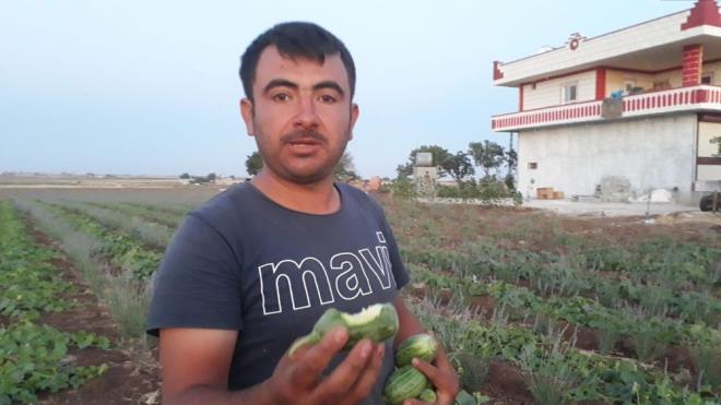 Tuzlanarak tketildii gibi salatas ve turusu da yaplan elengo, Nisan aynn sonlarnda ekiliyor. Yaz sonunda hasad yaplan elengonun ac olanlarnn ifal olduuna inanlyor.