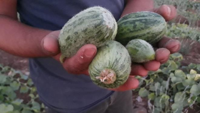 Yaklak 45 derece scan altnda sabah erken saatlerde toplanan elengo, isilik tedavisinde de kullanlyor. Ksa srede tketilmedii taktirde tad bozulan elengonun fiyat bu yl yaklak 3 liradan alc buluyor.