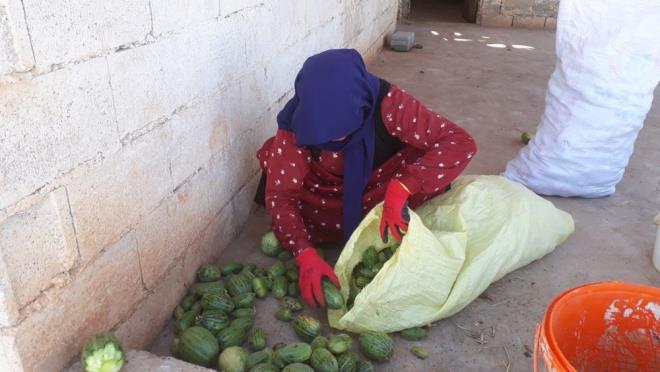 "D karpuz ii kavuna benziyor"  <br>  Ailesiyle birlikte tarlaya giderek elengo toplayan Hakan Zencirci, ?D grn karpuz, i grn kavuna benzeyen elengo sadece anlurfa?nn Viranehir ilesinde yetiiyor. 40-45 derece scan altnda bunu topluyoruz. Scaa dayankldr.