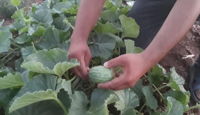 Trkiye?de sadece anlurfa'nn Viranehir ilesinde yetitirilen elengonun hasad balad. Normalde Temmuz aynda balayan hasat bu yl yaanan ksmi kuraklk nedeniyle yaklak bir ay erken balad.