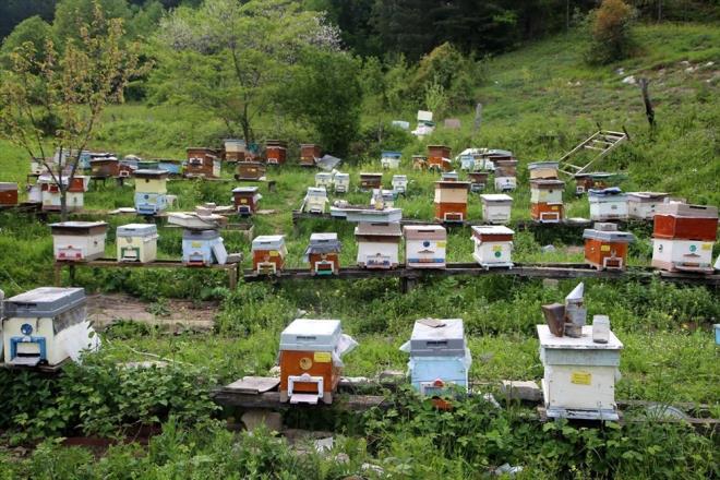 Kastamonu Ar yetitiricileri Birlii Bakan Ahmet Erdem, Kastamonu'nun zengin bitki rtsne sahip olduunu syledi.    Dnya genelinde 13 bin civarnda nektarl bitki tr bulunduuna iaret eden Erdem, "Bunun 9-10 bini lkemizde de var ama 40-50 bitki tr sadece Trkiye'de mevcut. Bunlardan biri Latince adyla 'Rhododendron'dur ama halk arasnda orman gl denir. Kendine has renkleri vardr. Kastamonu, Artvin, Ordu, Dzce, Zonguldak, Bartn gibi sahil kenarlarnda yetimektedir" dedi.
