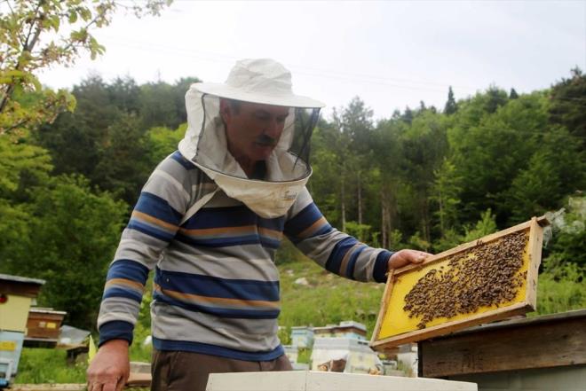 "SHERLOCK HOLMES" FLMNDE YER VERLMT    Deli bal, 2009 ylnda ekilen Sherlock Holmes filminde de yer almt. Filmde idam edilen Lord Blackwood'un daha sonra canlanmas zerine Sherlock Holmes ve yardmcs Doktor Watson, olayn gizemini aratrmt.