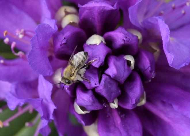 GEEN YIL 250 LRAYDI, BU YIL 300 LRA    Deli baln kahvaltlk deil de ila niyetine talep edildiini belirten Erdem, szlerine ekledi:    "Deli bal, vcut ssn artran bir bal. Covid-19 salgn, bu bala ilgiyi artrd. Vcut direncini artrd iin pandemide aranan bir rn haline geldi. Buna bal olarak kendiliinden fiyat artt. Geen yl kilosu 250 lira civarndayd, bu sene 300 lira civarnda olmas bekleniyor. retim dneminde havalarn srekli yal olmas nedeniyle bu sene ok retim beklemiyoruz"