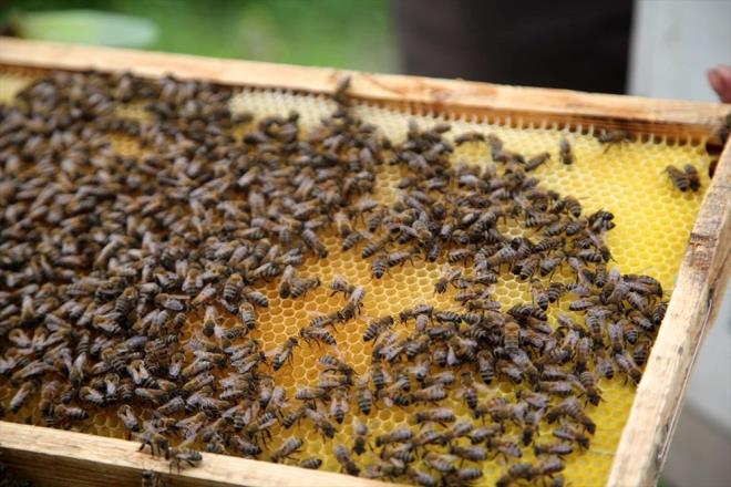 "TANSYONA, BOAZ ARISI VE LTHABINA, KRONK BRONTE Y GELME ZELL VAR"    Erdem, deli baln vcut direncini artrdn dile getirerek, unlar kaydetti:    "Tansiyona, boaz ars ve iltihabna, kronik bronite iyi gelme zellii var. Bu bal ila niyetine belli oranda kullanmak gerekiyor. Sabah a karnna veya gece yatarken 1 ay ka tketmek lazm. Fazla tketildiinde tansiyonu drd iin 'tutak bal' da deniyor" dedi.