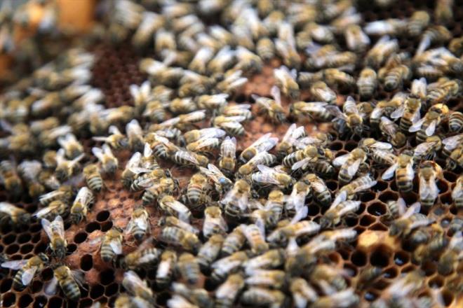 "1-2 SENE NCEDEN NSANLAR SIRAYA GRYOR"    nebolu ilesinin Uluky kynde deli bal retimi yapan Zlkif zcan da bu bal sadece Kafkas arsnn yaptn syledi.    Dou Karadeniz'de ayn bala "komar bal" denildiini belirten zcan, "Havalar msait giderse verim iyi olur, gitmezse kt. ksrk, boaz yanmas, mide ekimesi gibi rahatszlk iin kullanlr. Astm, bronite ok iyi geldii biliniyor. Bir kak yendiinde ifa olur, fazlas zararldr.    Zaman kstl olduu iin ok az retiliyor. Youn talep var. 1-2 sene nceden insanlar sraya giriyor. Geen yl corona virs nedeniyle bal bir anda tkendi. Bu hastalk bal satlarn da artrd. Kovanlardaki bal bile satld"