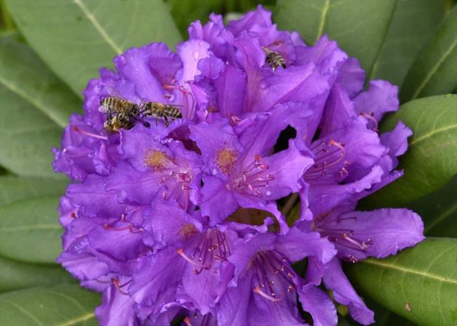Deli bal, Karadeniz sahil kesiminde yetien ve ylda 15-20 gn iek aan "orman gl"nden arlarn nektar almasyla elde ediliyor.