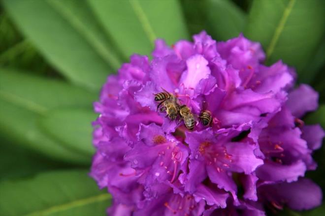 Yapt aratrmann sonucunda Sherlock Holmes, idam edilmeden nce Blackwood'un deli bal yemesinin ardndan nabz bir sreliine durunca ld sanldn belirlemiti.    Sherlock Holmes, olayn srrn, "Deli bal, Trkiye'de Karadeniz Blgesi'nde yetiir, uyutur ve nabz drr" szleriyle aklamt.