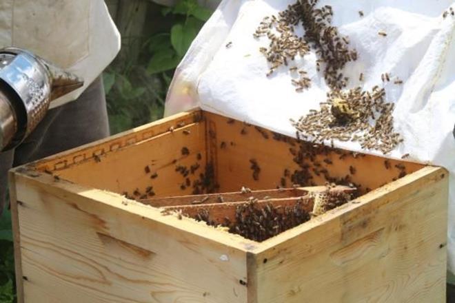 Anzer Ballky Tarmsal Kalknma Kooperatifi Bakan Osman Civelek, bal retimine baladklarn belirterek, "Hava artlarnn uygun gitmesi durumunda bu yln verimli geeceini dnyoruz" dedi.