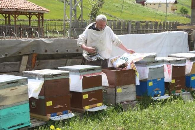 Rize'nin kizdere ilesine bal Ballky'deki Anzer Yaylas'nda 200 retici, 3 bin kovanda bal retimine balad.