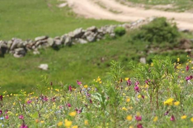 Ballky'n muhtar Remzi Gzel ise yle konutu:  <br>  Arclarmz bal retimini gerekten byk bir zorlukla yapyorlar. Anzer bal retiminde flora ok nemli ve bu yzden de florann kurulmas gerekiyor.