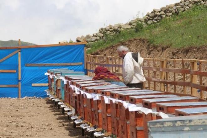 Anzer'de arlar, yaz boyu 40' endemik 300'e yakn iekten oluan zengin yayla florasndan iek z toplayarak, bal retecek.