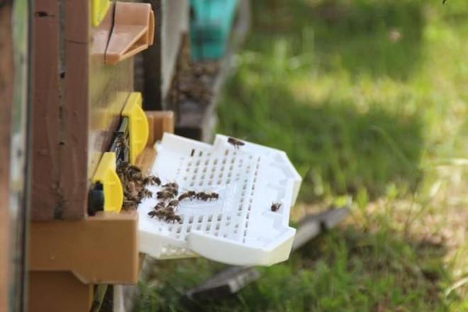 Kkba hayvanclkta hayvanlarn otlayaca mera ile arlarn bulunduu alan ayrdk. Bu ekilde florann kaybolmasnn nne gemi olduk.