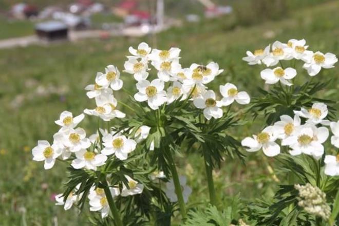 "Corafi iaretin sahibi Rize l Tarm ve Orman Mdrl?dr dolaysyla Rize Valilii'dir. Anzer?de retilmeyen hibir bal 'Anzer bal' diye satlamayacak" diyen Civelek "Bunun da takibini devlet yapacaktr. Kavanozlarn zerinde corafi iaret bandrol olacak bandrol olmayan hibir rn 'Anzer bal' diye satlamaz" diye konutu.